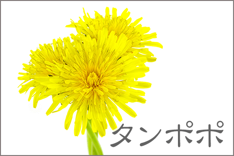 タンポポ